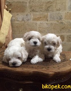 Maltese Terrier Yavruları 4