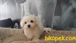 MALTESE TERRIER YAVRULARI 4