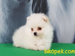 MALTESE TERRIER YAVRULARI 4
