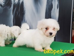 MALTESE TERRIER YAVRULARI 5