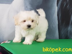 MALTESE TERRIER YAVRULARI 2