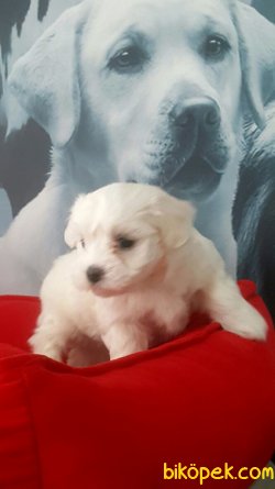 Kaliteli Tea Cup MALTESE TERRIER YAVRULARI 3