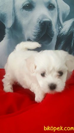 Kaliteli Tea Cup MALTESE TERRIER YAVRULARI 4