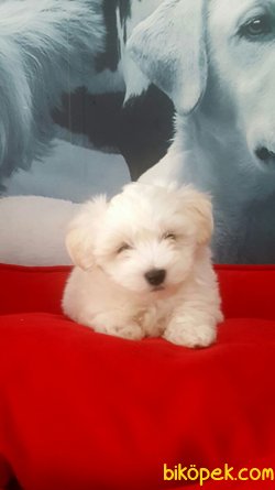 Kaliteli Tea Cup MALTESE TERRIER YAVRULARI 1