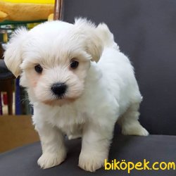 MALTESE TERRIER YAVRULARI 2