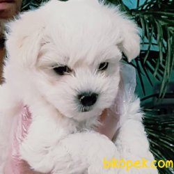 MALTESE TERRIER YAVRULARI 2