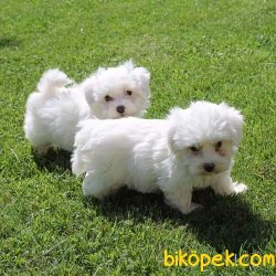 MALTESE TERRIER YAVRULARI 3