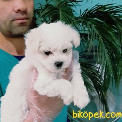 MALTESE TERRIER YAVRULARI 1
