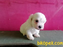 Maltese Terrier Yavruları 5
