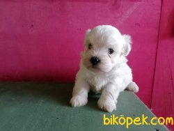 Maltese Terrier Yavruları 1