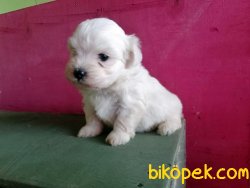 Maltese Terrier Yavruları 4