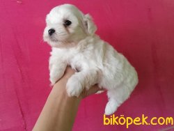 Maltese Terrier Yavruları 2