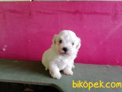 Maltese Terrier Yavruları 3