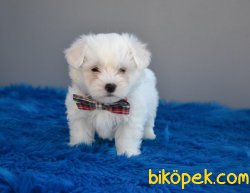MALTESE TERRİER YAVRULARI 1