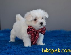 MALTESE TERRİER YAVRULARI 2
