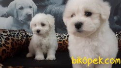 MALTESE TERRIER YAVRULARI 5
