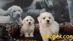 MALTESE TERRIER YAVRULARI 2