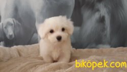MALTESE TERRIER YAVRULARI 1