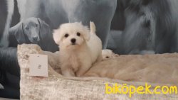 MALTESE TERRIER YAVRULARI 3