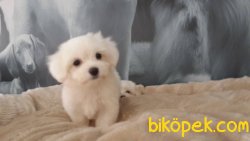 MALTESE TERRIER YAVRULARI 4