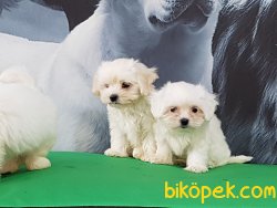 MALTESE TERRIER YAVRULARI 4