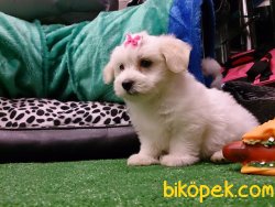 A Kalıte MALTESE TERRIER YAVRULARI 2