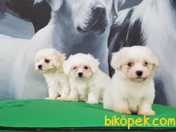 MALTESE TERRIER YAVRULARI  En Iyisi Bizde 2