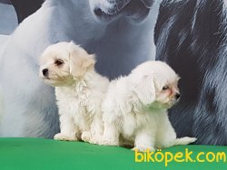 MALTESE TERRIER YAVRULARI  En Iyisi Bizde 3