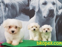 MALTESE TERRIER YAVRULARI  En Iyisi Bizde 1
