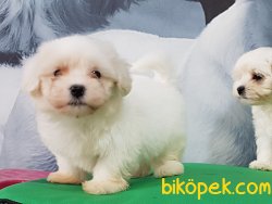 MALTESE TERRIER YAVRULARI  En Iyisi Bizde 4
