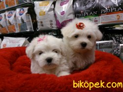 MALTESE TERRIER YAVRULARI 5