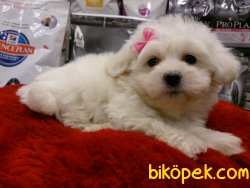 MALTESE TERRIER YAVRULARI 1