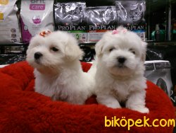 MALTESE TERRIER YAVRULARI 3