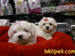 MALTESE TERRIER YAVRULARI 2