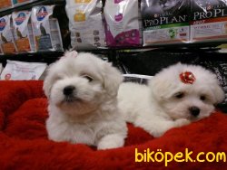 Harika MALTESE TERRIER YAVRULARI 4