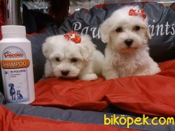 MALTESE TERRIER YAVRULARI 3