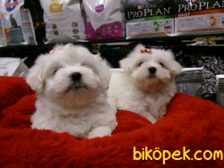 MALTESE TERRIER YAVRULARI 4