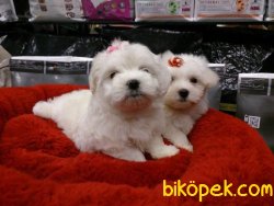 MALTESE TERRIER YAVRULARI 1