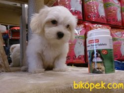 MALTESE TERRIER YAVRULARI 4