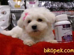 MALTESE TERRIER YAVRULARI 3