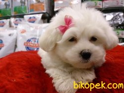 MALTESE TERRIER YAVRULARI 4