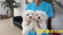 Maltese Terrıer Yavruları 3