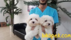 Maltese Terrıer Yavruları 1