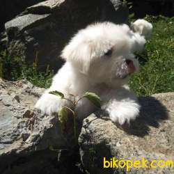MALTESE TERRIER YAVRULARI 1