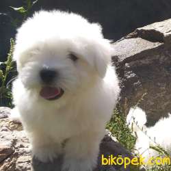 MALTESE TERRIER YAVRULARI 3