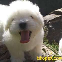 MALTESE TERRIER YAVRULARI 2