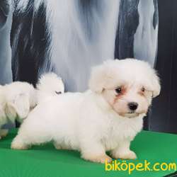 MALTESE TERRIER YAVRULARI 3