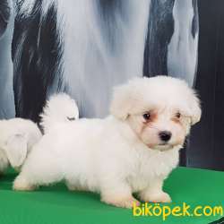 MALTESE TERRIER YAVRULARI 2