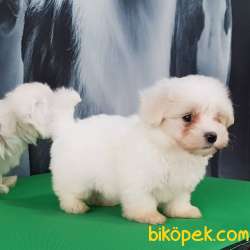 MALTESE TERRIER YAVRULARI 1