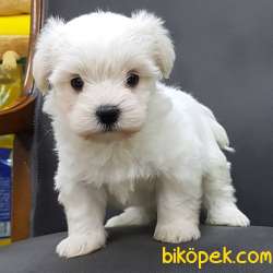 MALTESE TERRIER YAVRULARI 2